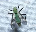 Stenochironomus albipalpus - photo 2