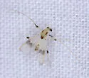 Stenochironomus colei