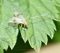 Stenochironomus colei - photo 3