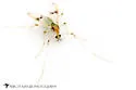 Stenochironomus colei - photo 4