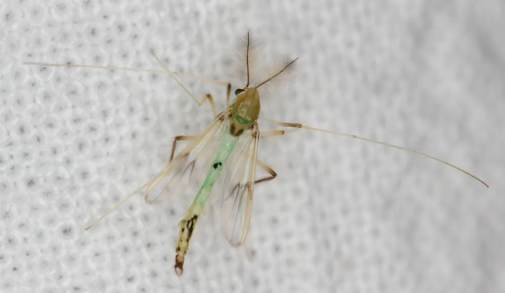 Stenochironomus gibbus - photo 2