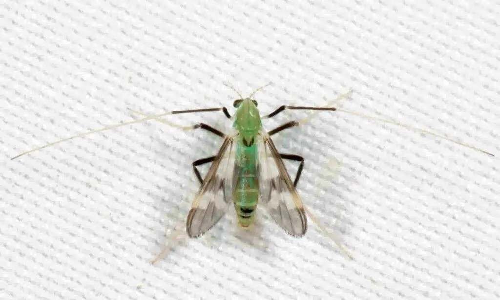 Stenochironomus hilaris