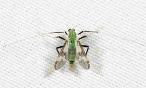 Stenochironomus hilaris - photo 2