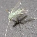 Stenochironomus macateei