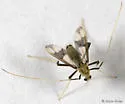 Stenochironomus poecilopterus