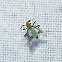 Stenochironomus poecilopterus - photo 2