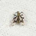 Stenochironomus poecilopterus - photo 3
