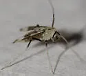 Stenochironomus poecilopterus - photo 4