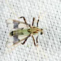 Stenochironomus poecilopterus - photo 5