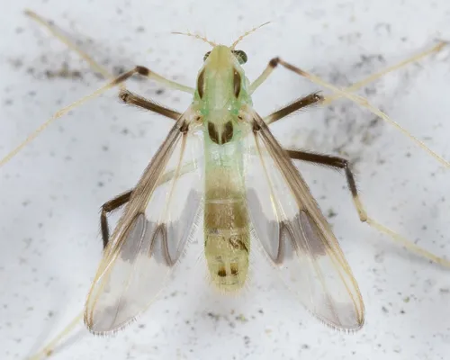 Stenochironomus pulchripennis