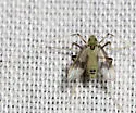 Stenochironomus woodi
