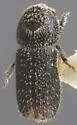 Stenoclyptus sulcatus - Stenoclyptus sulcatus