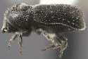 Stenoclyptus sulcatus - photo 2