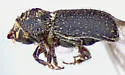 Stenoclyptus sulcatus - photo 5