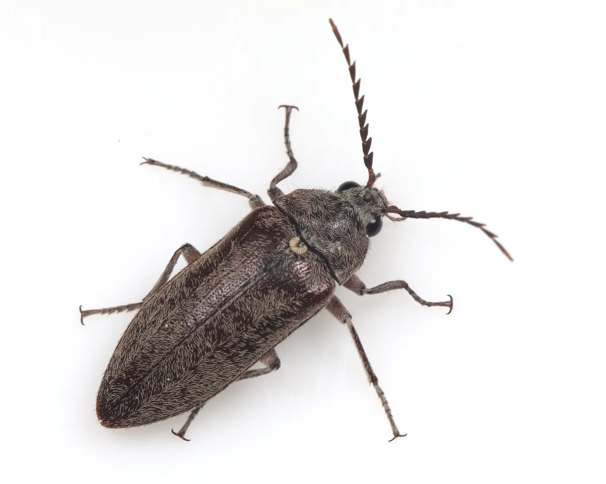 Stenocolus scutellaris - photo 2