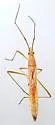 Stenocoris furcifera