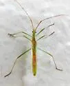 Stenocoris furcifera - photo 2