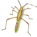 Stenocoris tipuloides - Stenocoris tipuloides