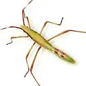 Stenocoris tipuloides - photo 2