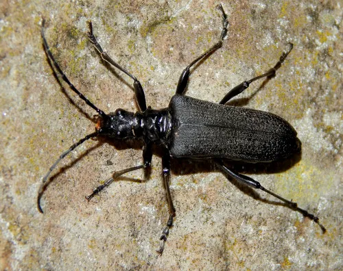 Stenocorus cylindricollis