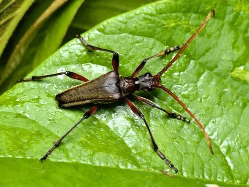 Stenocorus cylindricollis - photo 3