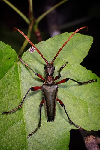 Stenocorus cylindricollis - photo 4