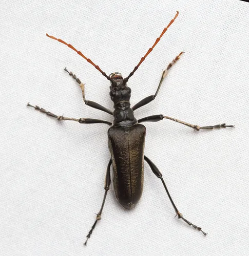 Stenocorus cylindricollis - photo 5