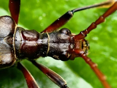 Stenocorus cylindricollis - photo 6