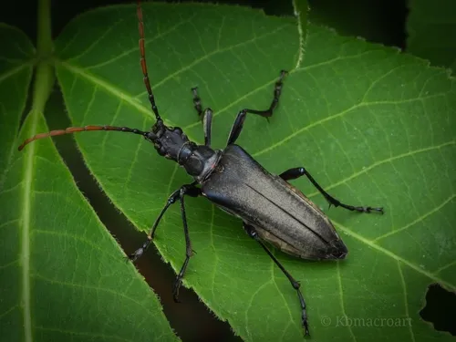Stenocorus cylindricollis - photo 7