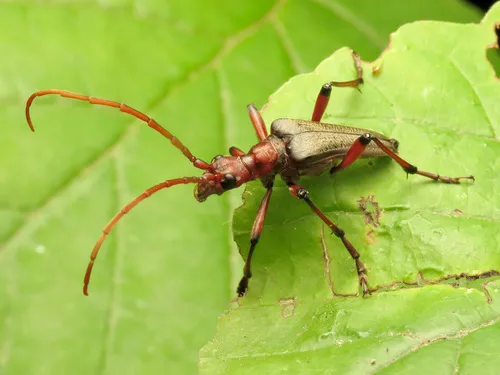 Stenocorus cylindricollis - photo 8