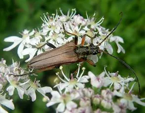 Stenocorus meridianus