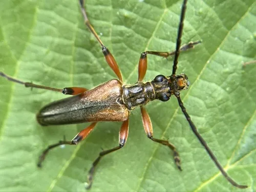 Stenocorus meridianus - photo 2