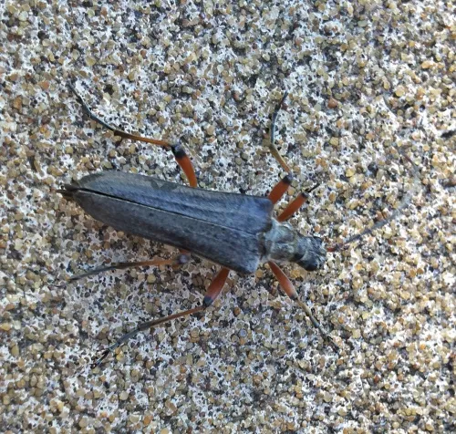 Stenocorus meridianus - photo 3