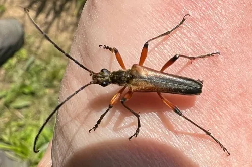 Stenocorus meridianus - photo 4