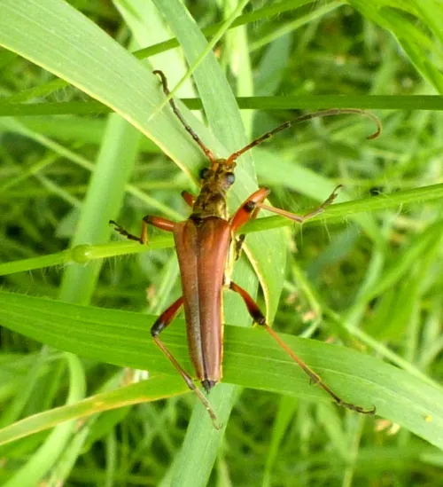 Stenocorus meridianus - photo 5