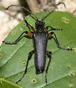Stenocorus schaumii - photo 2