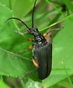 Stenocorus schaumii - photo 3