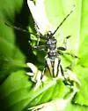 Stenocorus vittiger - Stenocorus vittiger