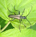 Stenocorus vittiger - photo 4