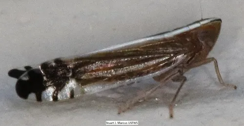 Stenocranus acutus