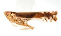 Stenocranus angustus