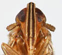 Stenocranus angustus - photo 3