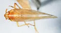 Stenocranus arundineus - photo 2