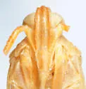 Stenocranus arundineus - photo 3