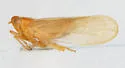 Stenocranus arundineus - photo 4