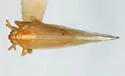 Stenocranus arundineus - photo 5
