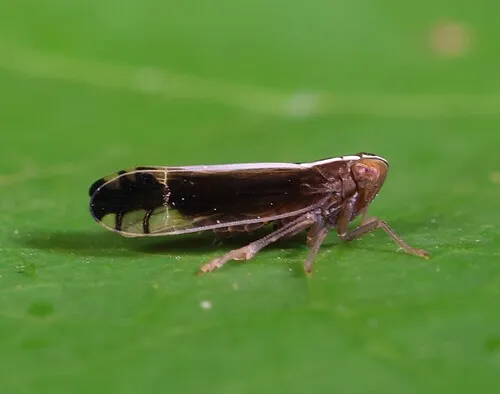 Stenocranus brunneus