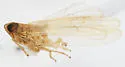 Stenocranus delicatus