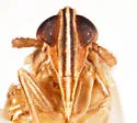 Stenocranus delicatus - photo 3