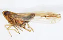 Stenocranus delicatus - photo 4